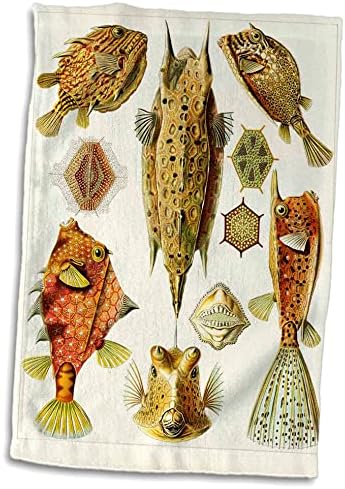 3dRose Florene Vintage-Ünlü Biyolog 1800'lerin Balık Anatomisinin Taslağı-Havlular (twl-62146-1)