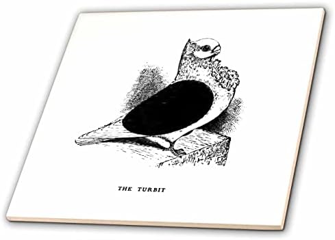 3dRose Vintage Güvercin Sanat İllüstrasyon Kuş sevgilisi için Sevimli Turbit Fantezi Cins - Fayans (ct-364642-7)