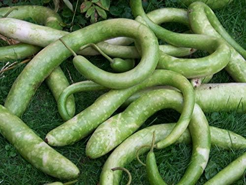 Germinazione dei semi: 40+ Semi: Seme Della Zucca: Snake Zucca seme semi Fresh Spedizione gratuita