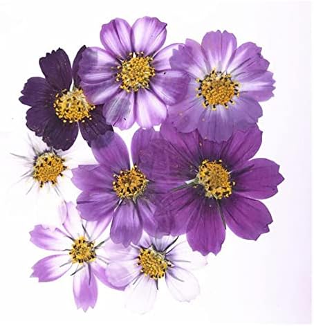 JJWASR 50 adet 4-7cm Kurutulmuş Preslenmiş Mor Cosmos Bipinnata Cav. Çiçek kartpostal takı yer imi zanaat DIY çiçek