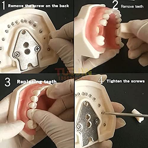 Diş Simülatörü Mankeni Phantom Kafa Plastik Eğitim Diş Diş Modeli Eğitim için Tezgah Montajlı Fix on (dişçi sandalyesi