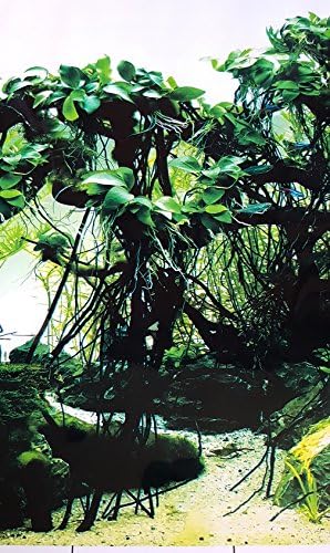 Karen Düşük Yeni!! 23 İnç Yükseklik Akvaryum Arka Plan Mercan ve Tatlı Su Bitkileri Orman Süslemeleri (60 (L) x 23(H))